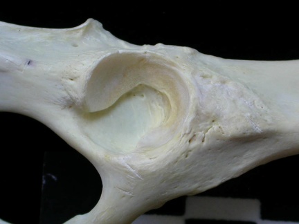 Coxal: acetabulum