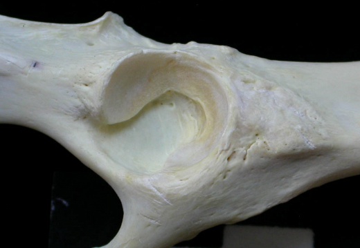 Coxal: acetabulum