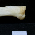 Radius: proximale part (7179 visits) Felis silvestris - Young adult - Right elementCollection: M.F.Bonifay, MMSH (donation M. Jeannet 197... Radius: proximale part