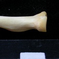 Radius: proximale part (6964 visits) Felis silvestris - Young adult - Right elementCollection: M.F.Bonifay, MMSH (donation M. Jeannet 197... Radius: proximale part