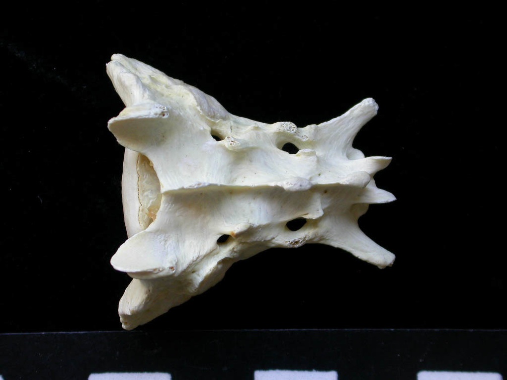 Sacrum (7432 visites) Felis silvestris - Jeune adulteCollection : M.F.Bonifay, MMSH (don M. Jeannet 1976) - Pays : France,... Sacrum