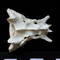 Sacrum (7592 visites) Felis silvestris - Jeune adulteCollection : M.F.Bonifay, MMSH (don M. Jeannet 1976) - Pays : France,... Sacrum