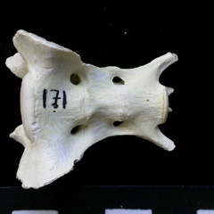 Sacrum