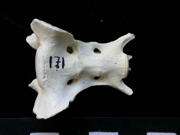 Sacrum (7360 visites) Felis silvestris - Jeune adulteCollection : M.F.Bonifay, MMSH (don M. Jeannet 1976) - Pays : France,... Sacrum