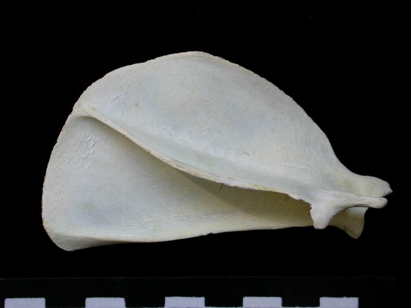 Scapula : vue latérale (7213 visites) Felis silvestris - Jeune adulte - Élément droitCollection : M.F.Bonifay, MMSH (don M. Jeannet 1976... Scapula : vue latérale