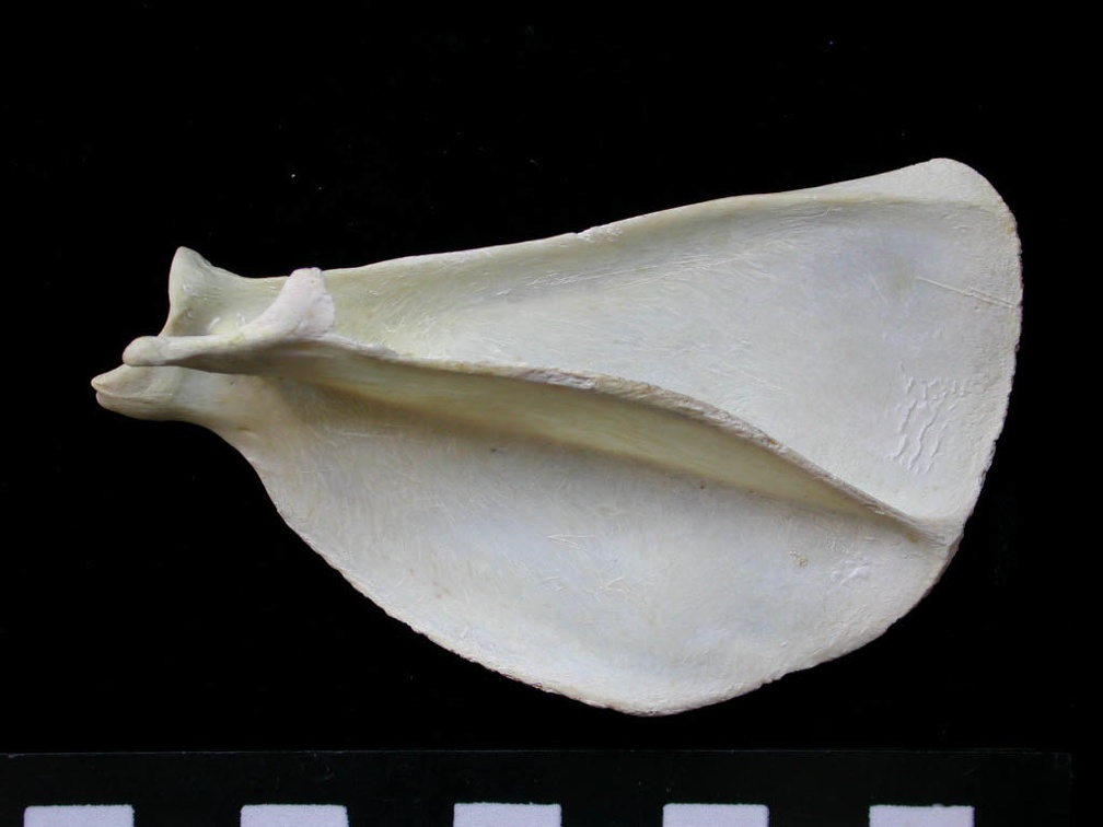 Scapula : vue latérale (7239 visites) Felis silvestris - Jeune adulte - Élément droitCollection : M.F.Bonifay, MMSH (don M. Jeannet 1976... Scapula : vue latérale