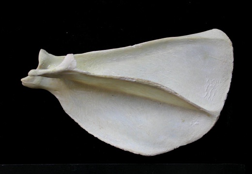 Scapula : vue latérale