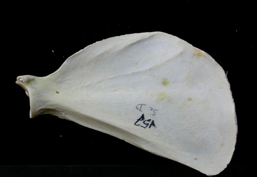 Scapula: medial view