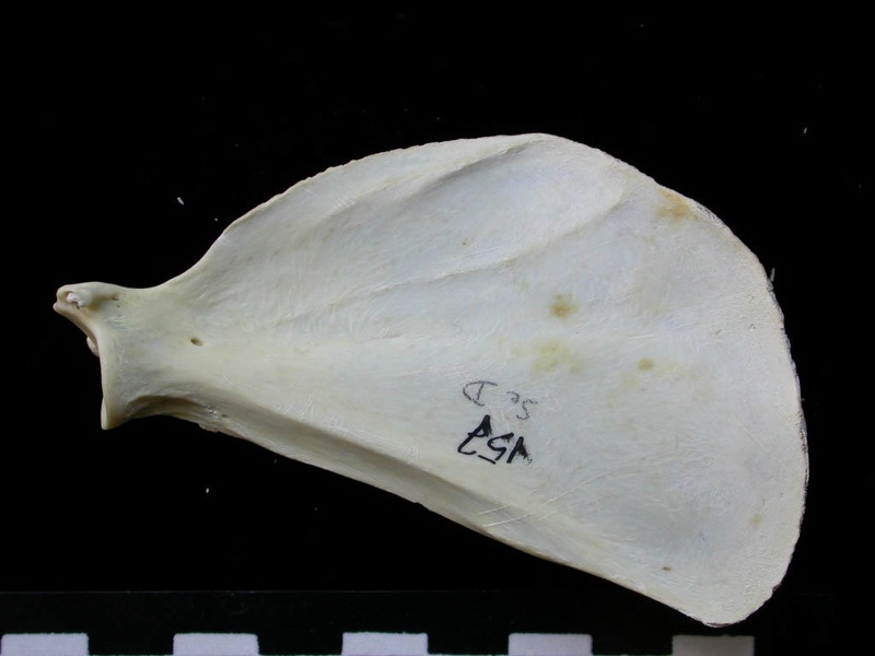Scapula : vue médiale (7189 visites) Felis silvestris - Jeune adulte - Élément droitCollection : M.F.Bonifay, MMSH (don M. Jeannet 1976... Scapula : vue médiale