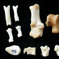 Tarse et phalanges (68892 visites) Felis silvestris - Jeune adulte - Éléments droitsCollection : M.F.Bonifay, MMSH (don M. Jeannet 19... Tarse et phalanges