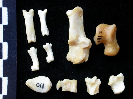 Tarse et phalanges (68893 visites) Felis silvestris - Jeune adulte - Éléments droitsCollection : M.F.Bonifay, MMSH (don M. Jeannet 19... Tarse et phalanges