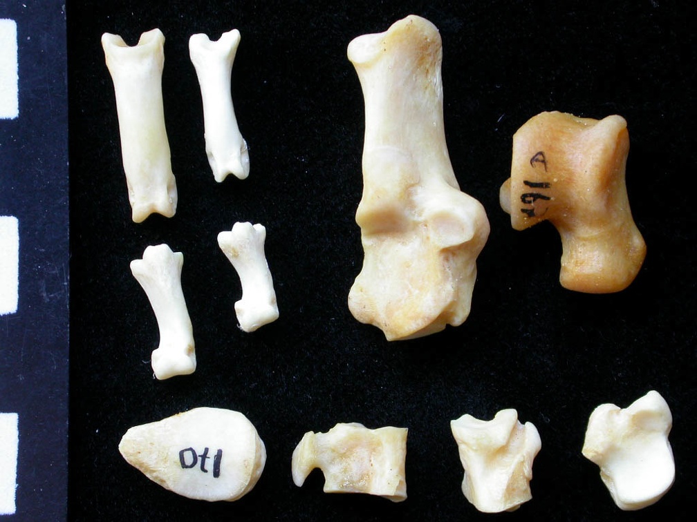 Tarse et phalanges (70534 visites) Felis silvestris - Jeune adulte - Éléments droitsCollection : M.F.Bonifay, MMSH (don M. Jeannet 19... Tarse et phalanges