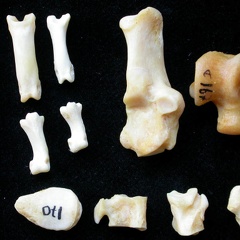 Tarse et phalanges (70573 visites) Felis silvestris - Jeune adulte - Éléments droitsCollection : M.F.Bonifay, MMSH (don M. Jeannet 19... Tarse et phalanges