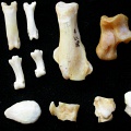 Tarse et phalanges (67597 visites) Felis silvestris - Jeune adulte - Éléments droitsCollection : M.F.Bonifay, MMSH (don M. Jeannet 19... Tarse et phalanges