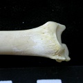 Tibia : partie distale (7413 visites) Felis silvestris - Jeune adulte - Élément droitCollection : M.F.Bonifay, MMSH (don M. Jeannet 1976... Tibia : partie distale