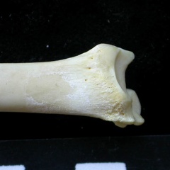 Tibia : partie distale (7391 visites) Felis silvestris - Jeune adulte - Élément droitCollection : M.F.Bonifay, MMSH (don M. Jeannet 1976... Tibia : partie distale