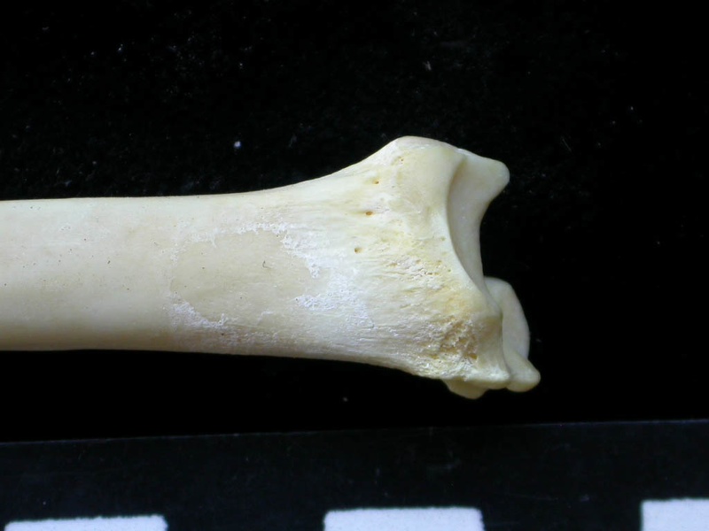 Tibia : partie distale (7420 visites) Felis silvestris - Jeune adulte - Élément droitCollection : M.F.Bonifay, MMSH (don M. Jeannet 1976... Tibia : partie distale
