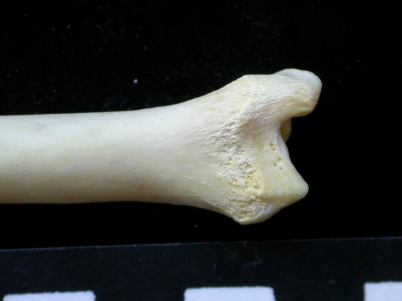 Tibia : partie distale (7025 visites) Felis silvestris - Jeune adulte - Élément droitCollection : M.F.Bonifay, MMSH (don M. Jeannet 1976... Tibia : partie distale