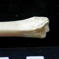 Tibia : partie distale (7409 visites) Felis silvestris - Jeune adulte - Élément droitCollection : M.F.Bonifay, MMSH (don M. Jeannet 1976... Tibia : partie distale