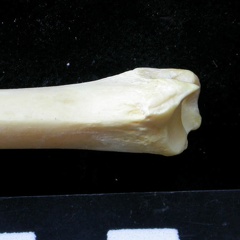 Tibia : partie distale (7382 visites) Felis silvestris - Jeune adulte - Élément droitCollection : M.F.Bonifay, MMSH (don M. Jeannet 1976... Tibia : partie distale
