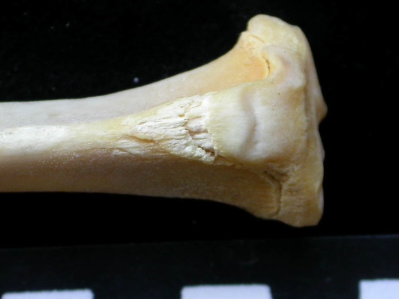 Tibia : partie proximale (6852 visites) Felis silvestris - Jeune adulte - Élément droitCollection : M.F.Bonifay, MMSH (don M. Jeannet 1976... Tibia : partie proximale