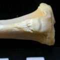 Tibia : partie proximale (13024 visites) Felis silvestris - Jeune adulte - Élément droitCollection : M.F.Bonifay, MMSH (don M. Jeannet 1976... Tibia : partie proximale
