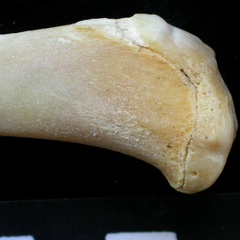 Tibia : partie proximale (7057 visites) Felis silvestris - Jeune adulte - Élément droitCollection : M.F.Bonifay, MMSH (don M. Jeannet 1976... Tibia : partie proximale