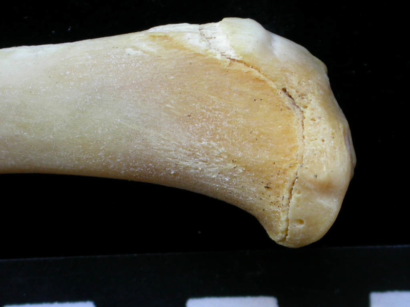 Tibia: proximale part (7047 visits) Felis silvestris - Young adult - Right elementCollection: M.F.Bonifay, MMSH (donation M. Jeannet 197... Tibia: proximale part