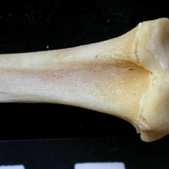 Tibia : partie proximale (7309 visites) Felis silvestris - Jeune adulte - Élément droitCollection : M.F.Bonifay, MMSH (don M. Jeannet 1976... Tibia : partie proximale