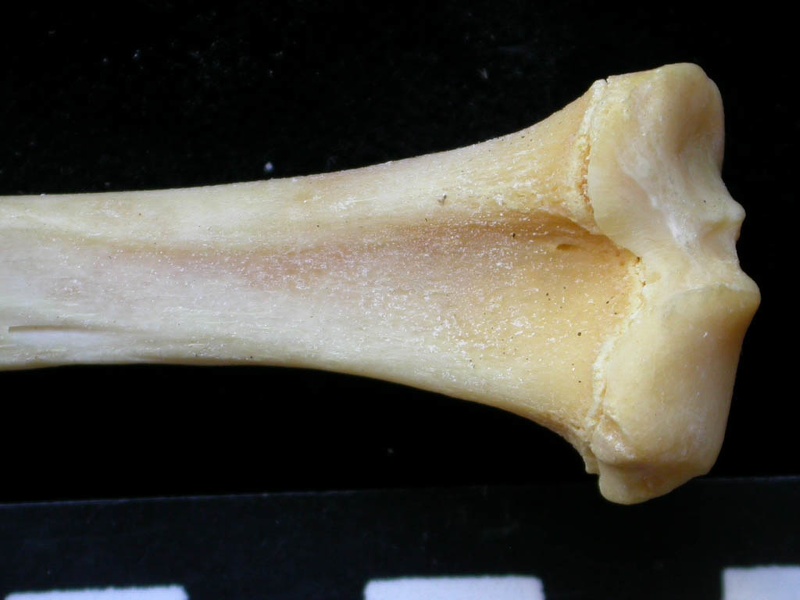 Tibia: proximale part (7305 visits) Felis silvestris - Young adult - Right elementCollection: M.F.Bonifay, MMSH (donation M. Jeannet 197... Tibia: proximale part