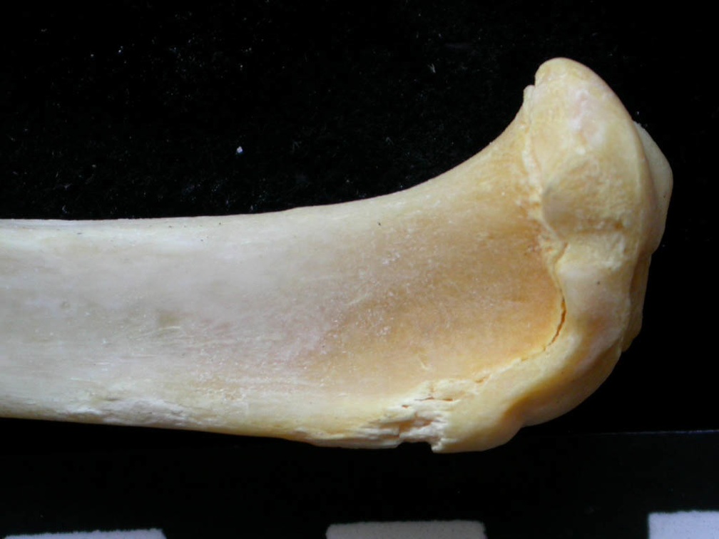 Tibia : partie proximale (7685 visites) Felis silvestris - Jeune adulte - Élément droitCollection : M.F.Bonifay, MMSH (don M. Jeannet 1976... Tibia : partie proximale