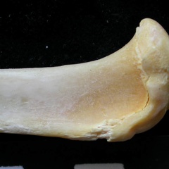 Tibia : partie proximale (7696 visites) Felis silvestris - Jeune adulte - Élément droitCollection : M.F.Bonifay, MMSH (don M. Jeannet 1976... Tibia : partie proximale