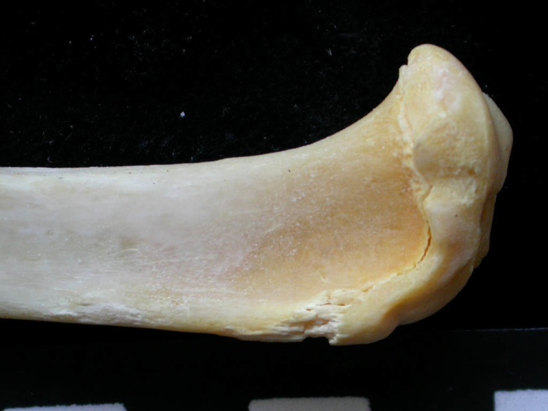Tibia: proximale part (7689 visits) Felis silvestris - Young adult - Right elementCollection: M.F.Bonifay, MMSH (donation M. Jeannet 197... Tibia: proximale part