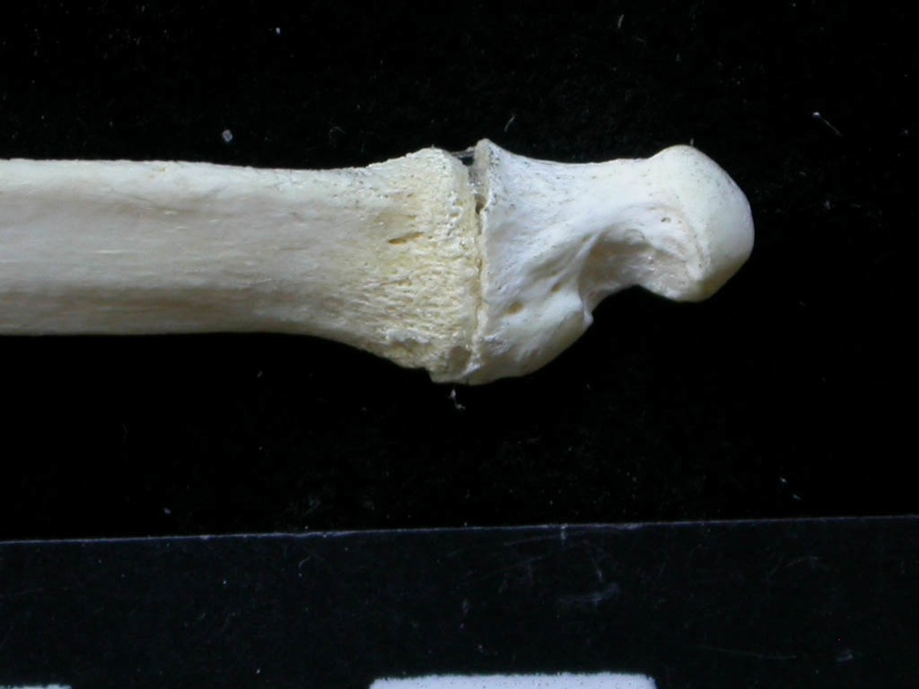 Ulna : partie distale (9631 visites) Felis silvestris - Jeune adulte - Élément droitCollection : M.F.Bonifay, MMSH (don M. Jeannet 1976... Ulna : partie distale