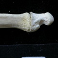 Ulna : parte distal (9633 visitas) Felis silvestris - Joven adulto - Elemento derechoColección : M.F.Bonifay, MMSH (donación M. Jeann... Ulna : parte distal
