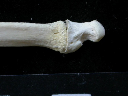 Ulna : partie distale (9617 visites) Felis silvestris - Jeune adulte - Élément droitCollection : M.F.Bonifay, MMSH (don M. Jeannet 1976... Ulna : partie distale