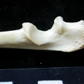 Ulna : partie proximale (8804 visites) Felis silvestris - Jeune adulte - Élément droitCollection : M.F.Bonifay, MMSH (don M. Jeannet 1976... Ulna : partie proximale