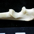 Ulna : partie proximale