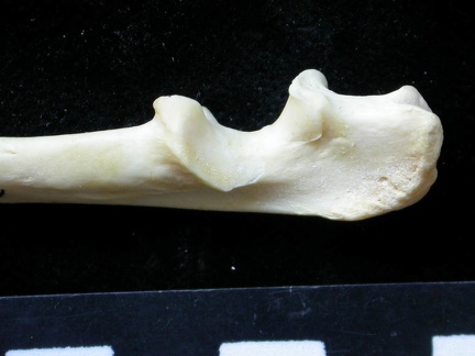 Ulna : partie proximale (8804 visites) Felis silvestris - Jeune adulte - Élément droitCollection : M.F.Bonifay, MMSH (don M. Jeannet 1976... Ulna : partie proximale