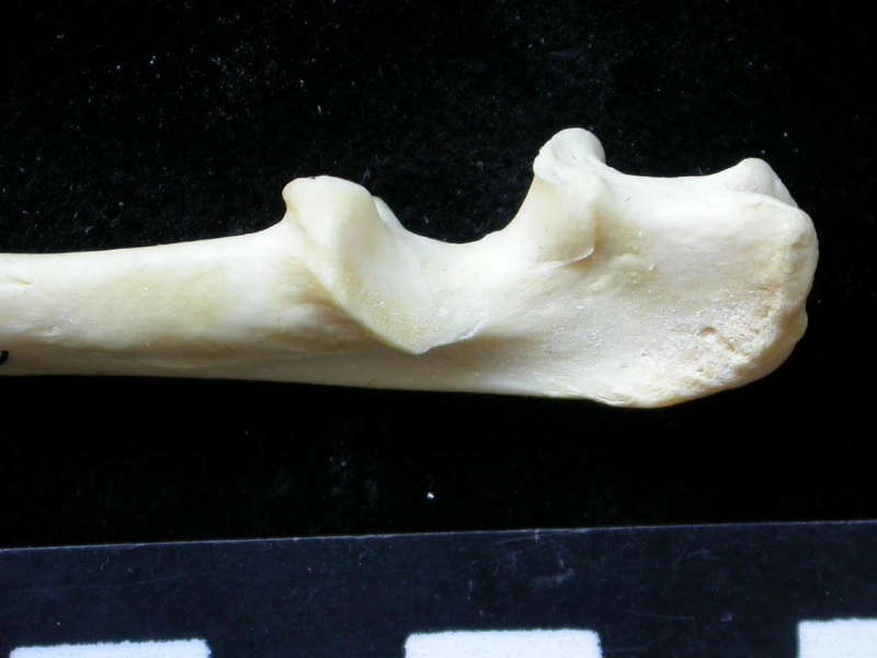 Ulna : partie proximale (8812 visites) Felis silvestris - Jeune adulte - Élément droitCollection : M.F.Bonifay, MMSH (don M. Jeannet 1976... Ulna : partie proximale