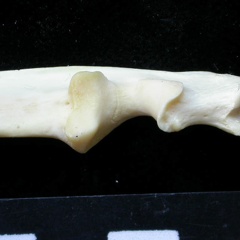Ulna : parte proximal (9589 visitas) Felis silvestris - Joven adulto - Elemento derechoColección : M.F.Bonifay, MMSH (donación M. Jeann... Ulna : parte proximal