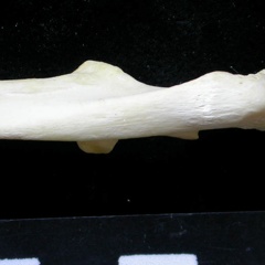 Ulna : parte proximal (10026 visitas) Felis silvestris - Joven adulto - Elemento derechoColección : M.F.Bonifay, MMSH (donación M. Jeann... Ulna : parte proximal
