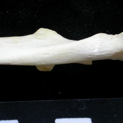 Ulna : partie proximale