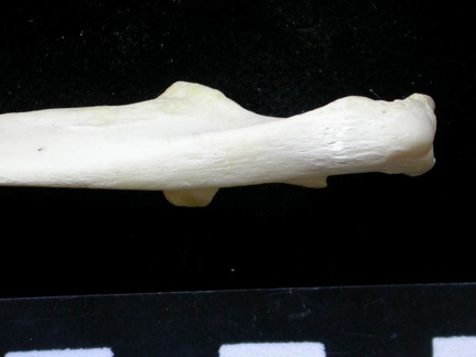 Ulna : partie proximale (10015 visites) Felis silvestris - Jeune adulte - Élément droitCollection : M.F.Bonifay, MMSH (don M. Jeannet 1976... Ulna : partie proximale