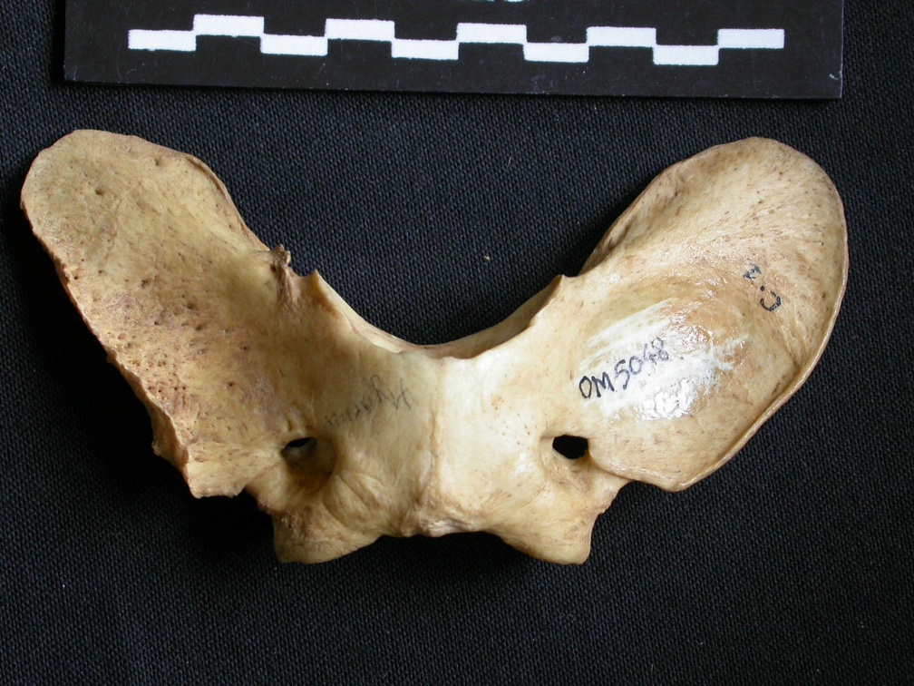 Atlas (16085 visites) Hyaena hyaena - AdulteCollection : Département d'Ostéologie du Musée National du Kenya, Nairobi (... Atlas
