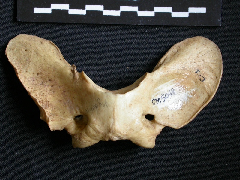 Atlas (16085 visites) Hyaena hyaena - AdulteCollection : Département d'Ostéologie du Musée National du Kenya, Nairobi (... Atlas