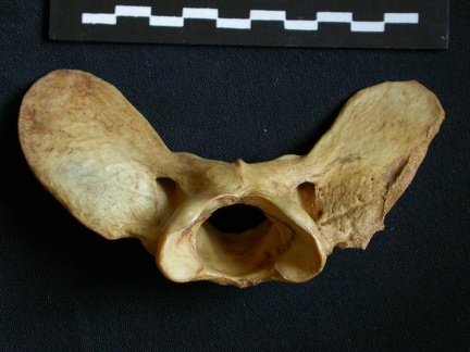 Atlas (15758 visitas) Hyaena hyaena - AdultoColección : Departamento d'Osteología del Museo Nacional de Kenia, Nairobi (... Atlas