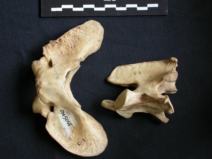 Atlas y axis (18194 visitas) Hyaena hyaena - AdultoColección : Departamento d'Osteología del Museo Nacional de Kenia, Nairobi (... Atlas y axis