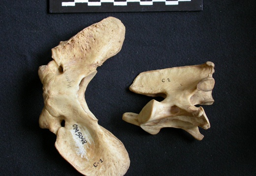 Atlas and axis (16477 visits) Hyaena hyaena - AdultCollection: Department d'Osteology of National Museum of Kenya, Nairobi (Id:OM5... Atlas and axis