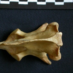 Axis (13681 visites) Hyaena hyaena - AdulteCollection : Département d'Ostéologie du Musée National du Kenya, Nairobi (... Axis